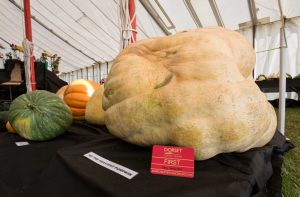 WHERE ELSE CAN YOU SEE A GIANT 1000LB PUMPKIN?